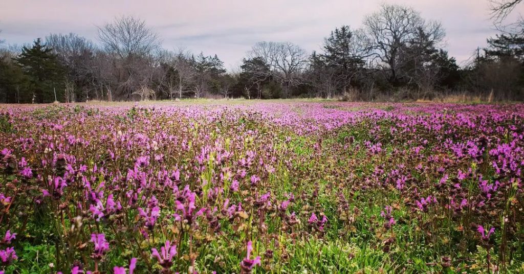 Bald Knob Farm Arkansas Grown