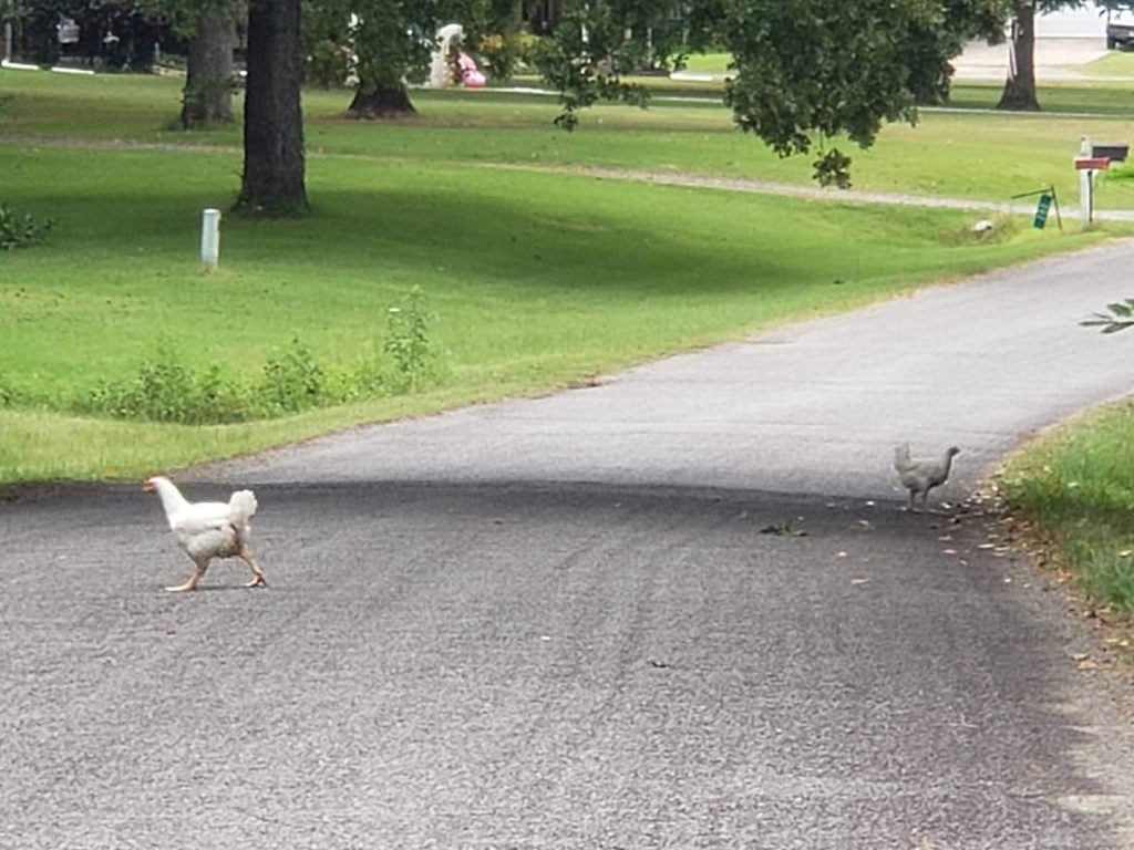 Willowbrook Farm Arkansas Grown