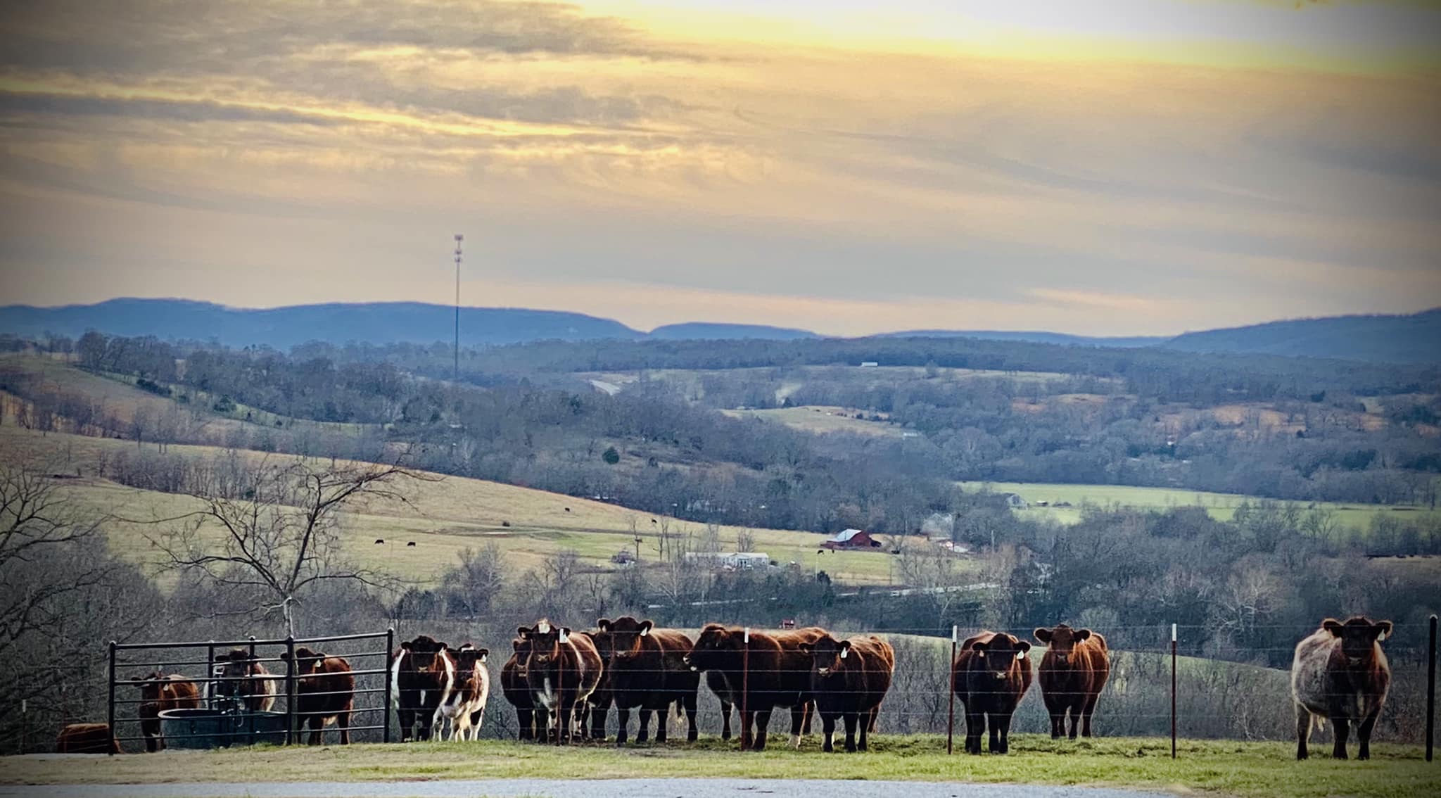 J Armstrong Cattle & Farm Fresh Beef - Arkansas Grown