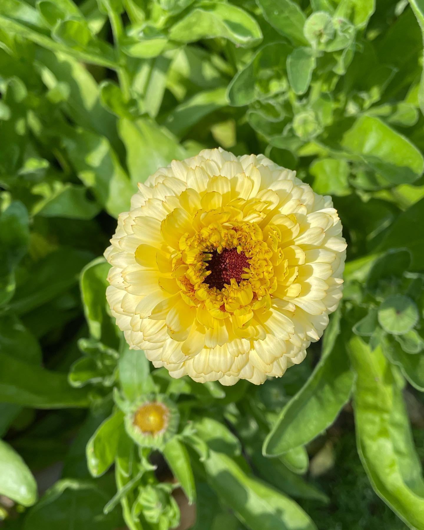 north-wind-flowers-arkansas-grown