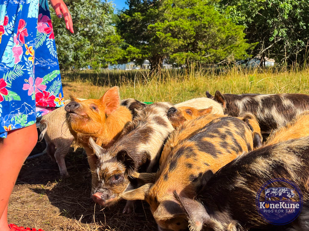 KuneKune Pigs For Sale - Arkansas Grown